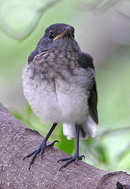 magpie robin.fledged juvDSCN4509.jpg