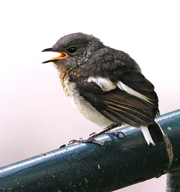 magpie robin.fledged juv DSCN4470.jpg