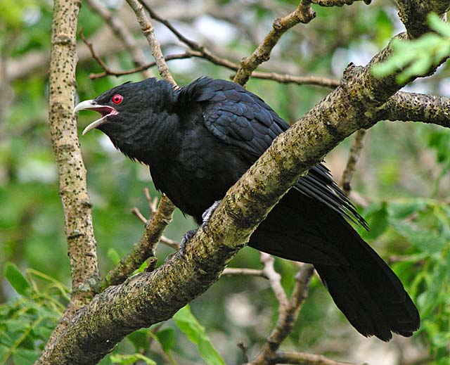 koel.male DSCN4555.jpg