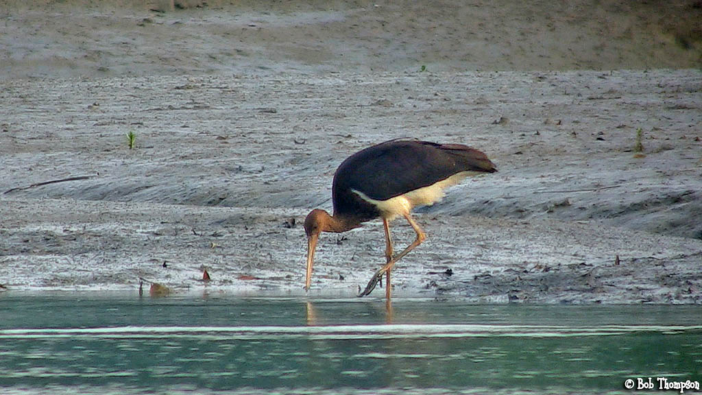 Black Stork.jpg