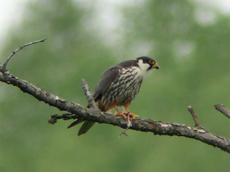 Amur Falcon in meal.jpg