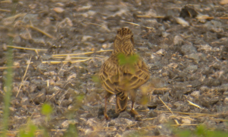 DSCN8001 skylark sp. 2.jpg