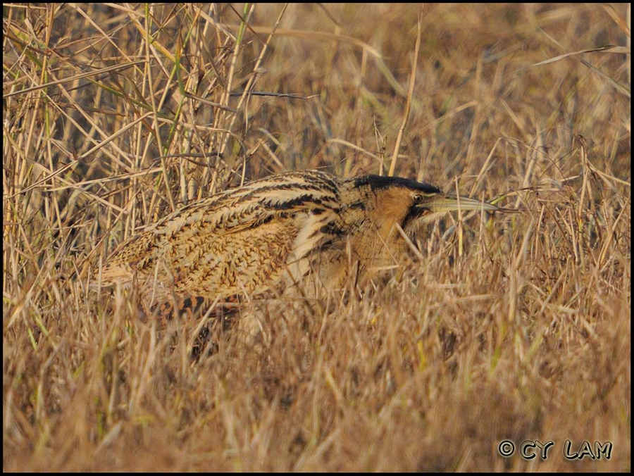 Great Bittern-01.jpg