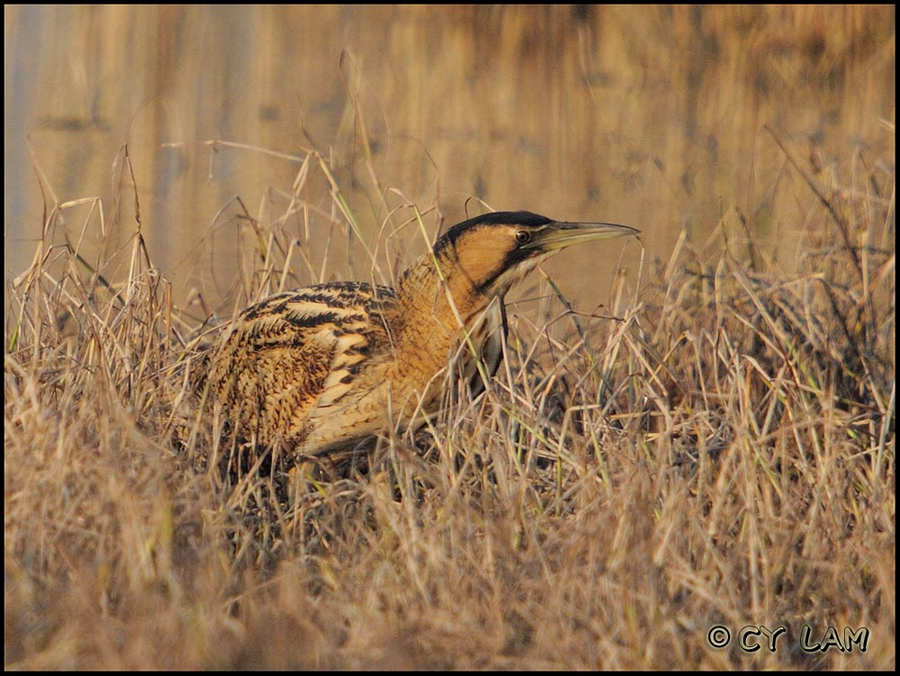 Great Bittern-02.jpg