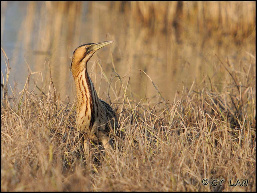 Great Bittern-04.jpg