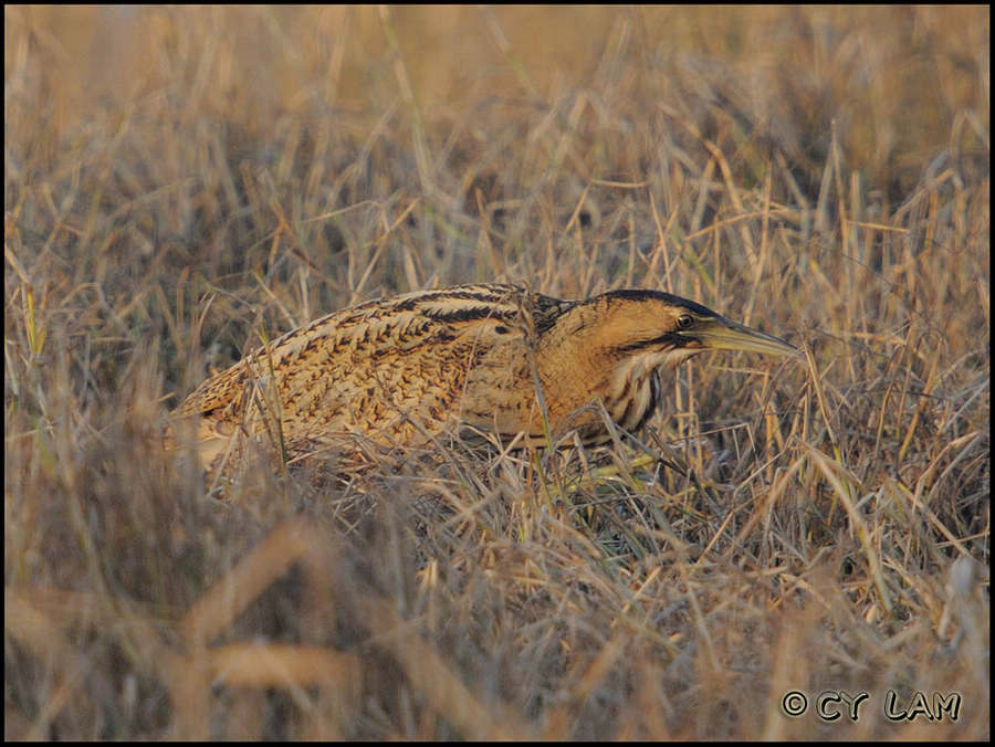 Great Bittern-05.jpg