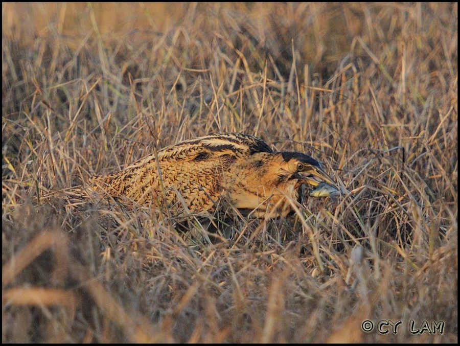 Great Bittern-06.jpg