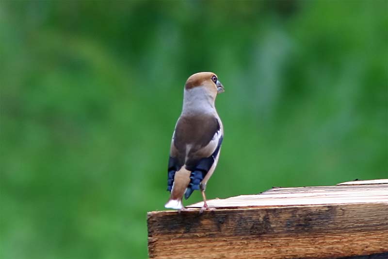 Hawfinch.jpg