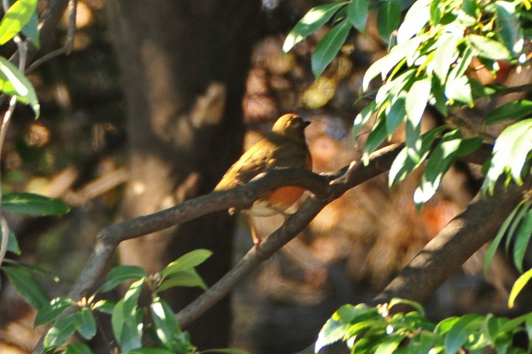 Thrush 1.jpg