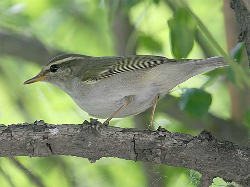 Arctic Warbler 3.jpg