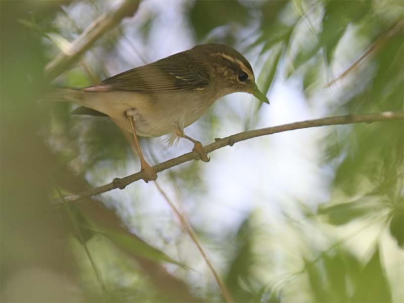 Arctic Warbler 1.jpg