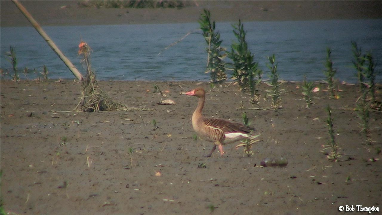 Greylag GooseHKBWSa.jpg