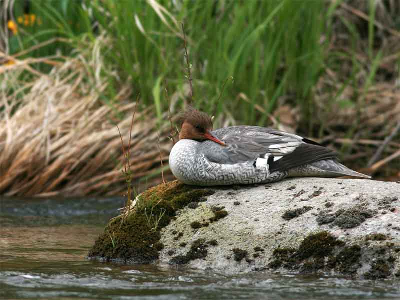 Scaly-sided Merganser at river.jpg