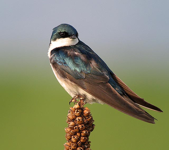 tree swallow .adj IMG_2279.jpg