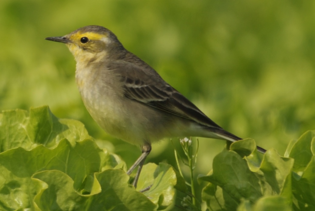 Wagtail 1.jpg