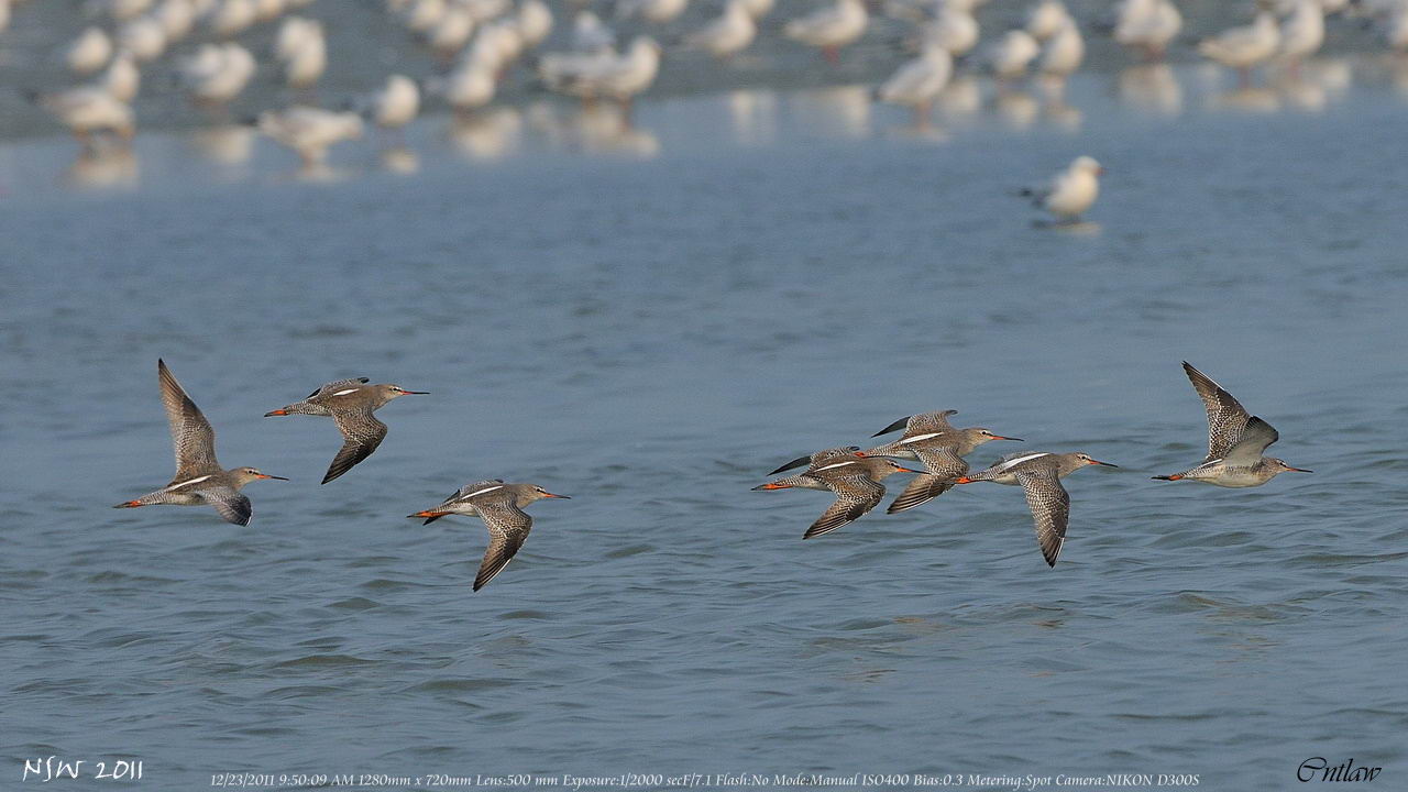 20111223-CommonRedshank-cntlaw-hkbws01.jpg