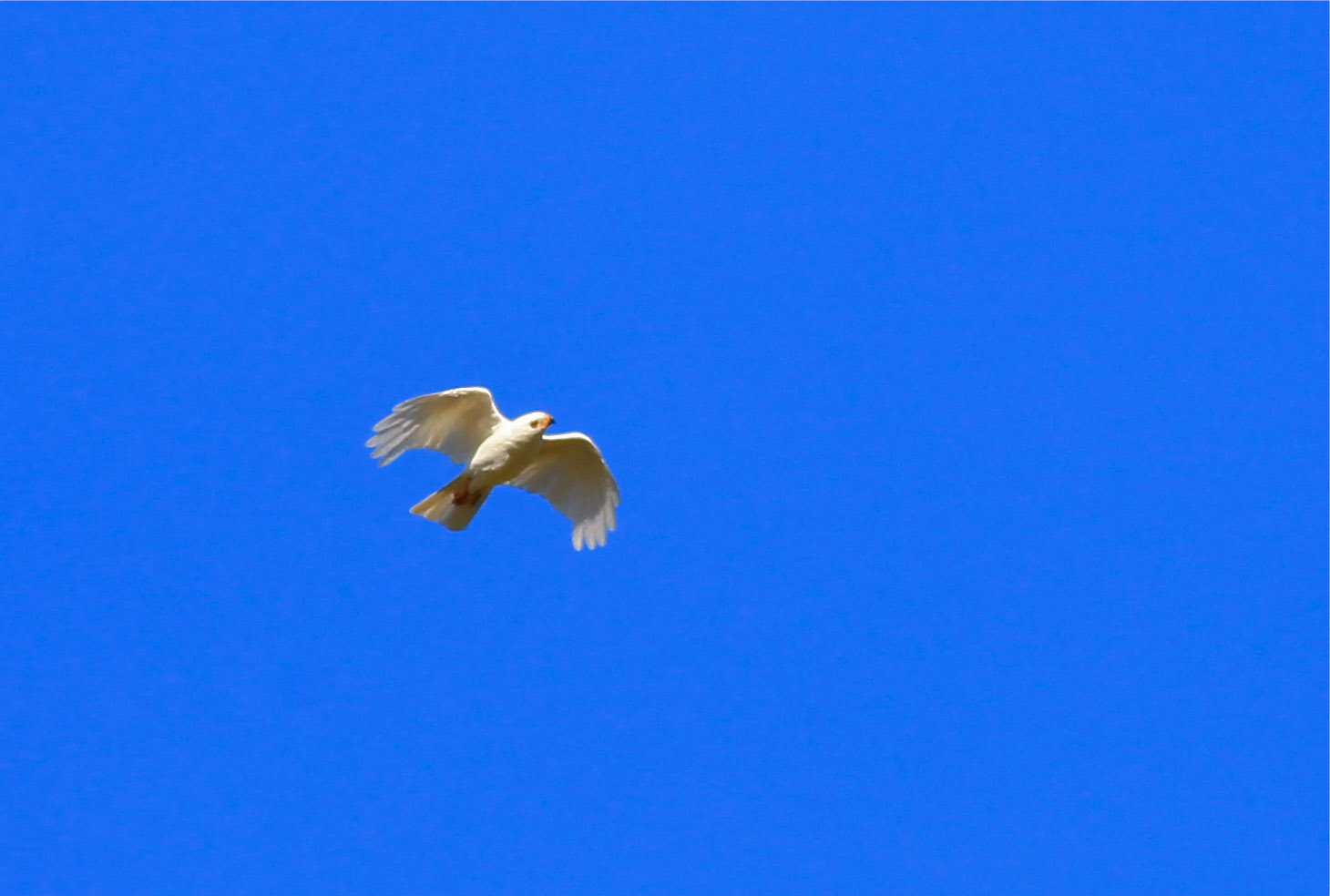 White Goshawks FX2C2353.jpg