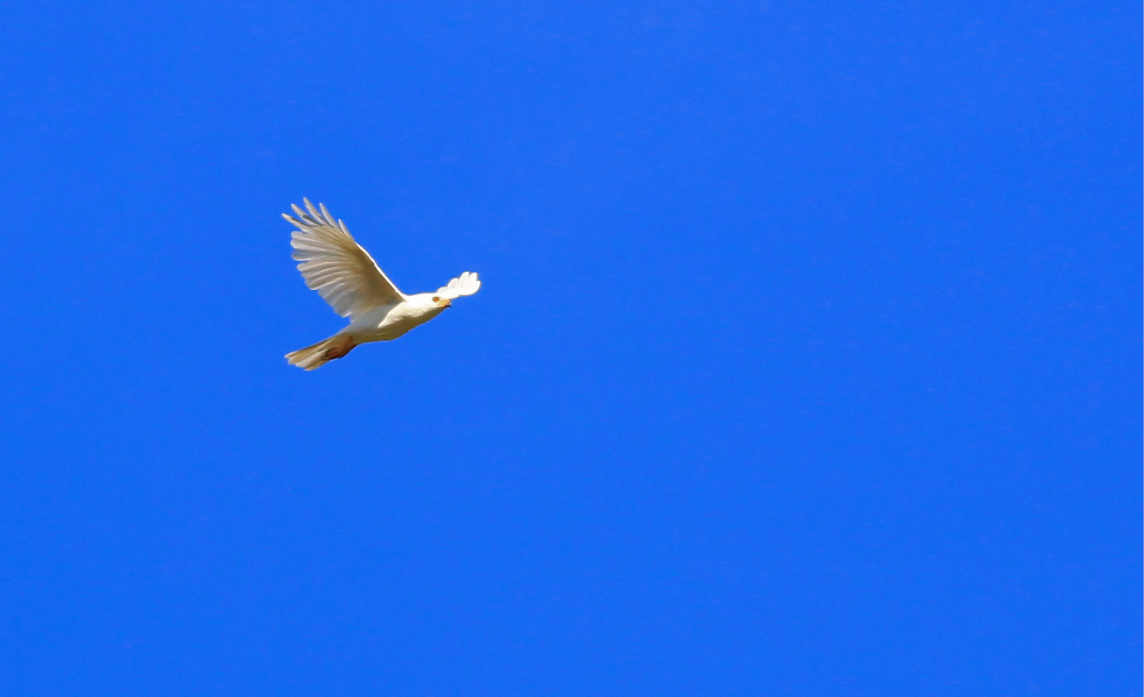 White Goshawks FX2C2357.jpg