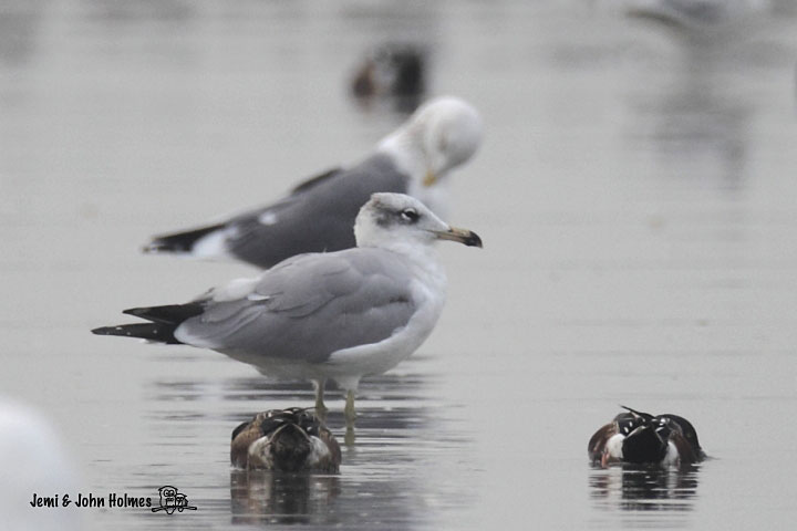 Pallas's-Gull2.jpg