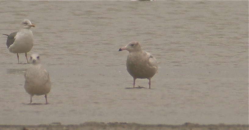 DSCN9108 Glaucous Gull Mai Po 20 Jan 2012.jpg