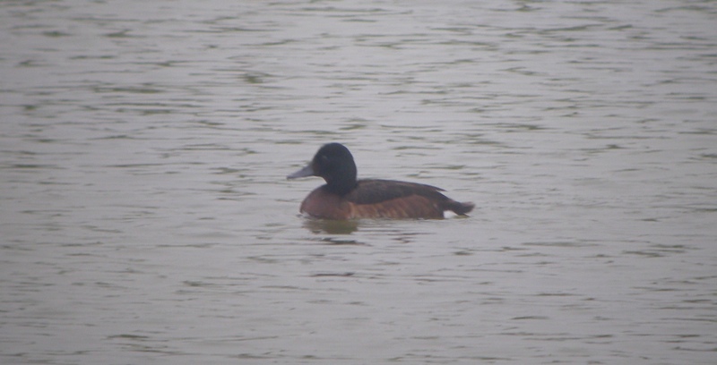 DSCN9348 Baer's Pochard 1 bf.jpg