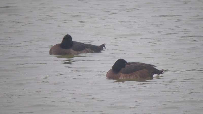 DSCN9347 Baer's Pochard 2 bf.jpg