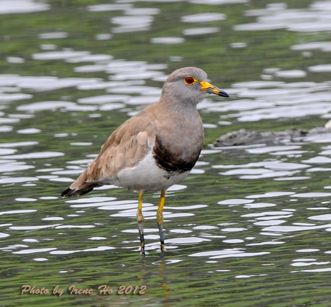 Grey-headed Lapwing.jpg