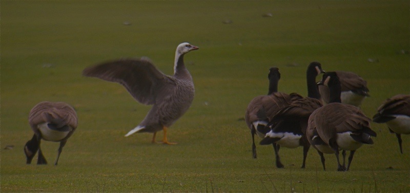 DSCN9396 Emperor Goose.jpg