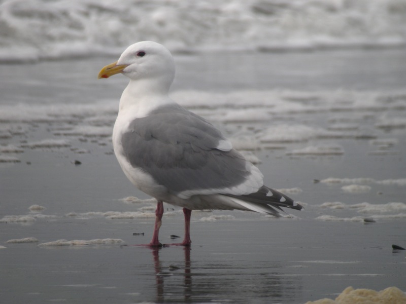 DSCN9516 Glaucous-winged Gull bf.jpg