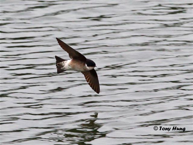 Asian House Martin-TonyH-20120311 (Small).jpg