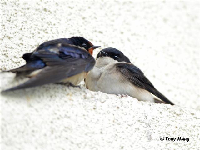 Asian House Martin-TonyH-20120312 (Small).JPG