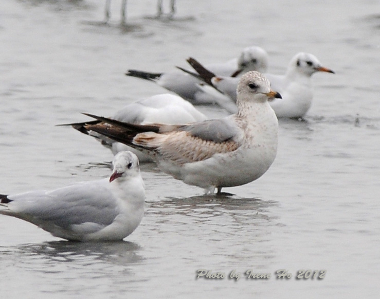 Mew Gull.jpg