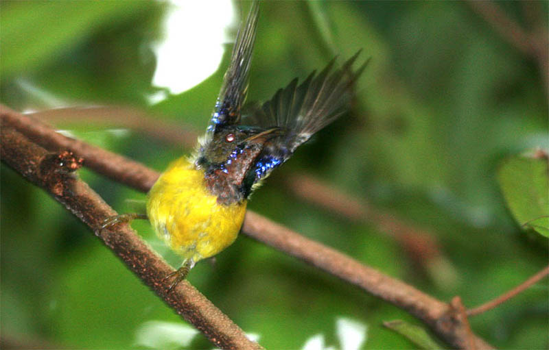 Brown-throated Sunbird 2c.jpg