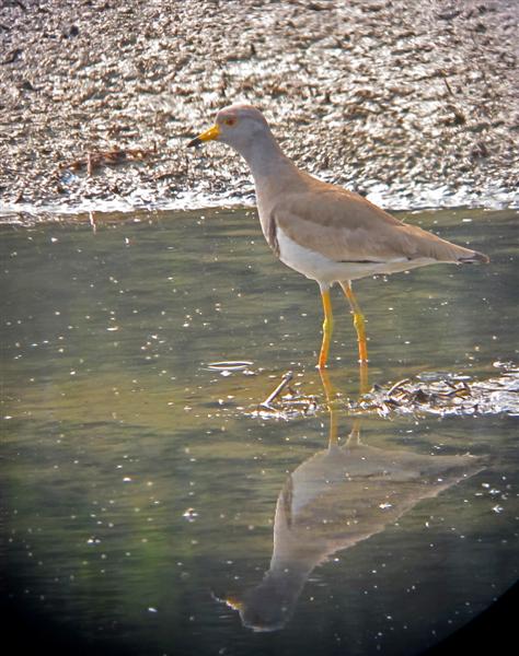 grey_headed_lapwing_15b_1 (Medium).JPG