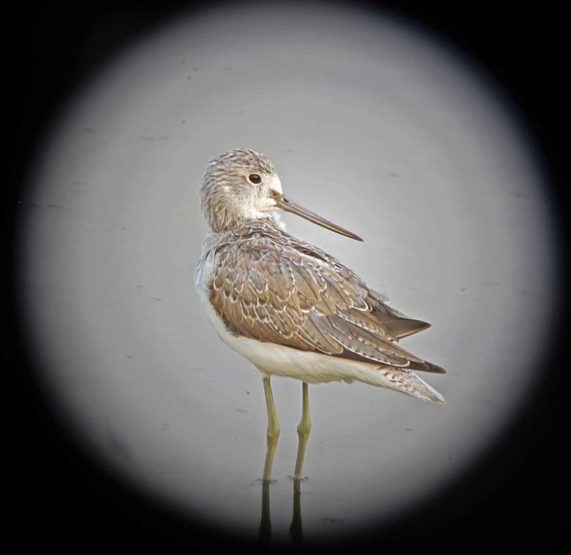 Common_Greenshank_15b_3 (Medium).jpg