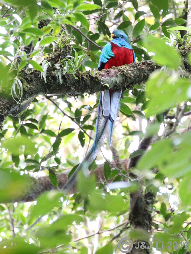 ResplendentQuetzal_1008207.jpg