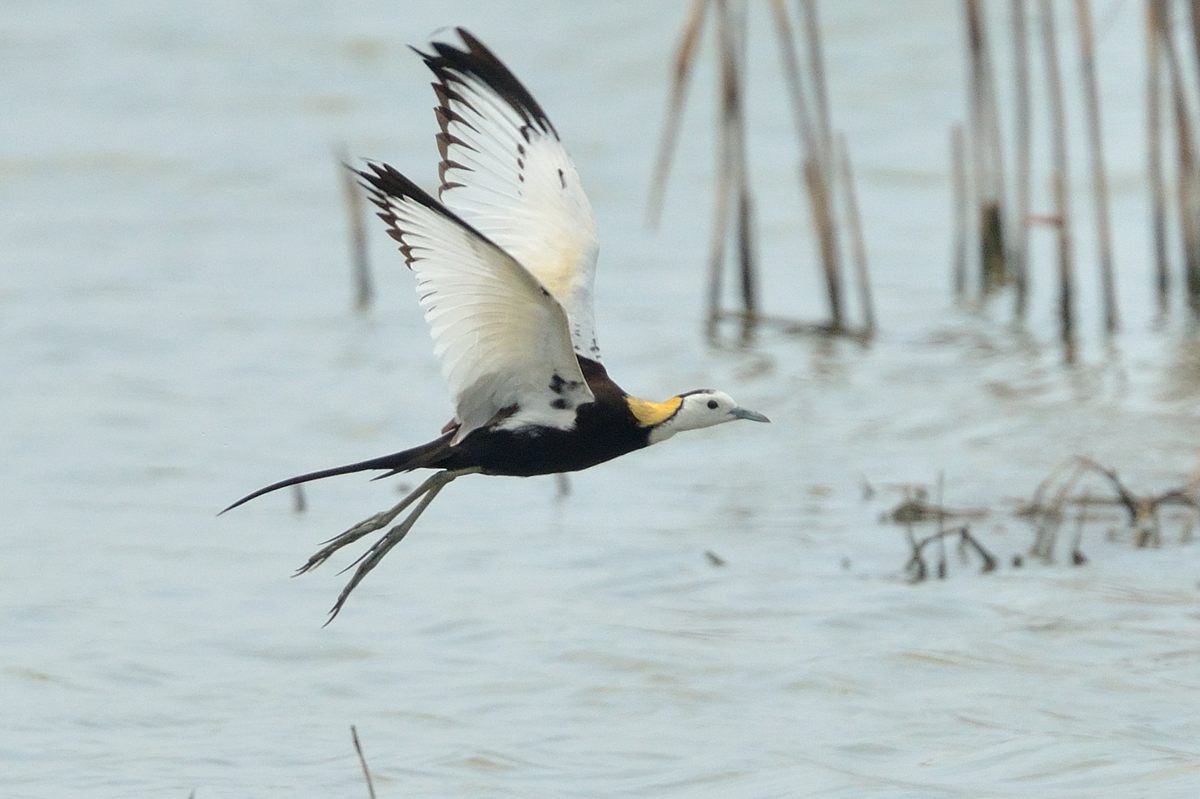 120512Pheasant tailed jacana_7727ss.jpg