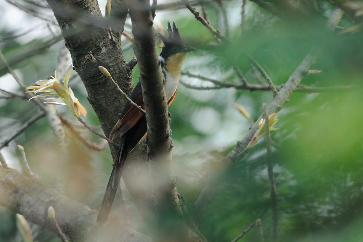 060512Chestnut-winged Cuckoo_6282ss.jpg