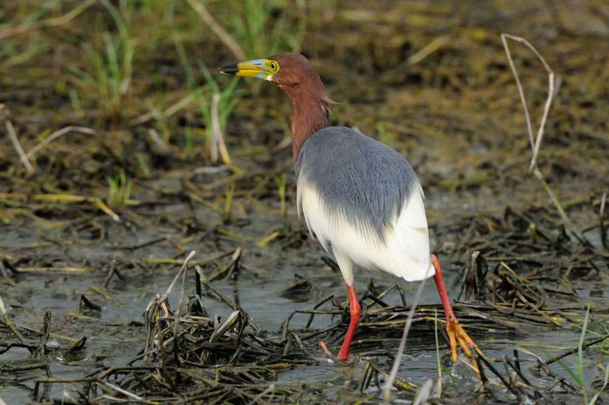 20052012Chinese Pond Heron_7233sss.jpg