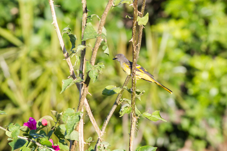 Scarlet minivet juv.jpg