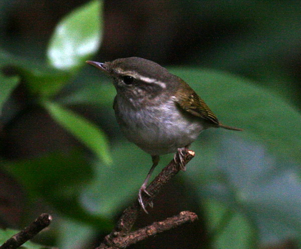 071028_Pale_legged_LeafLWarbler_IMG_9887_Resize.jpg