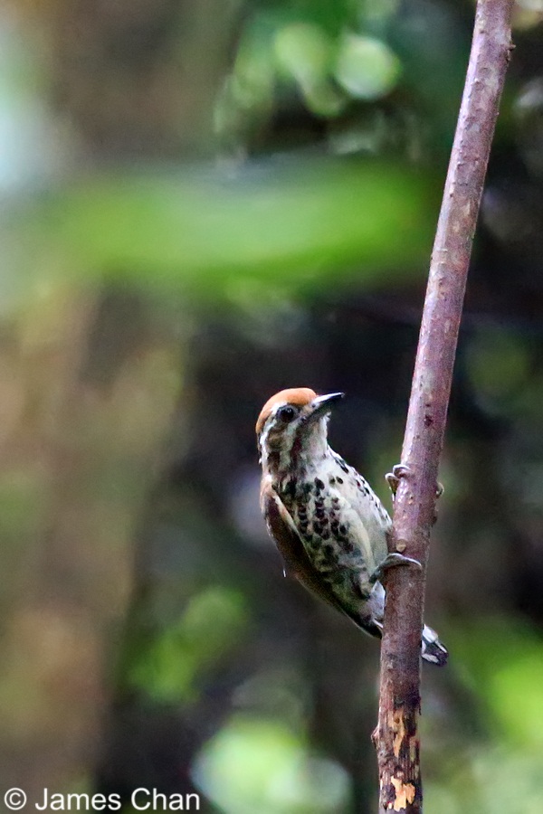 FQ9A1933_斑姬啄木鳥 Speckled Piculet.jpg