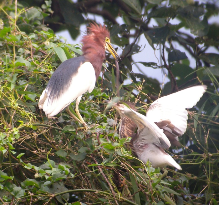 DSCN1593 Ringed CPH Lam Tsuen.jpg