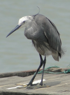 little egret.png