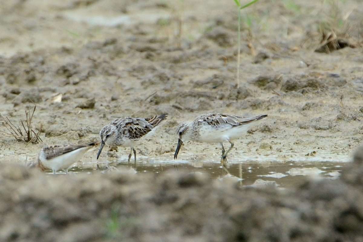 闊咀鷸 Broad-Billed Sandpiper_5328sss.jpg