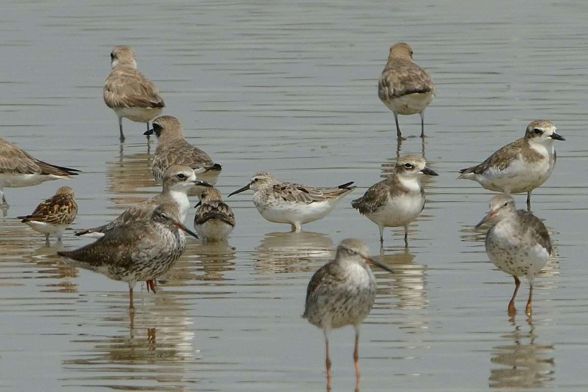 闊咀鷸 Broad-Billed Sandpiper_6793sss.jpg