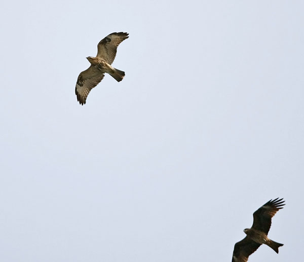 Common-buzzard.jpg