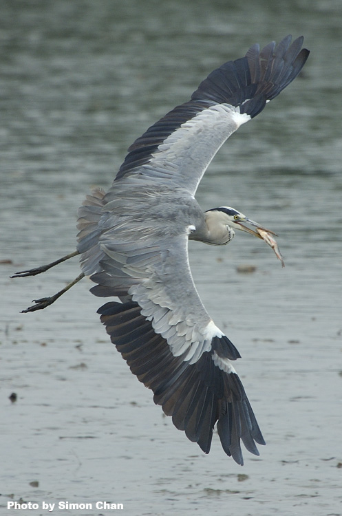 Grey Heron.jpg