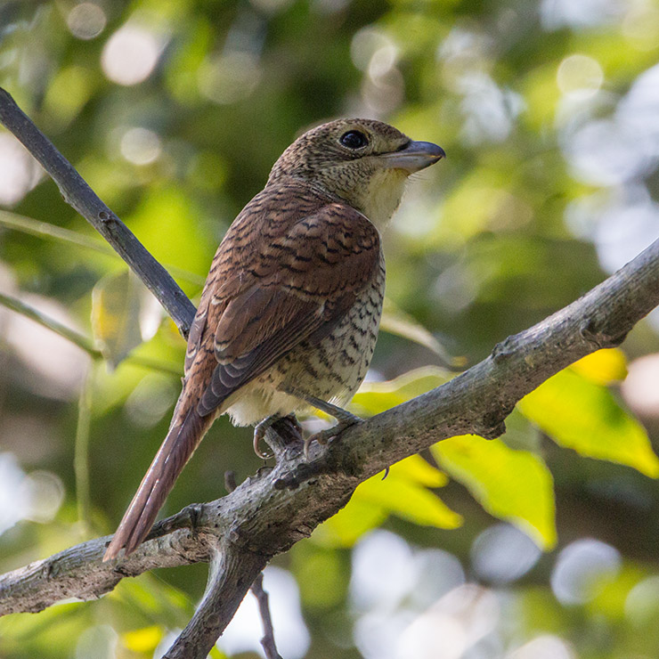 Tiger-Shrike.jpg