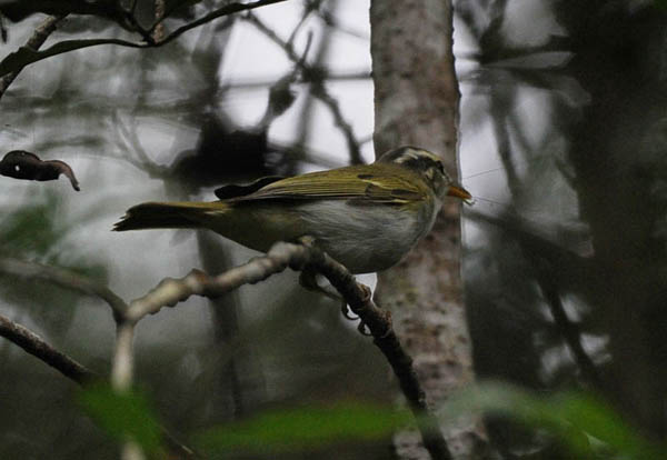 DSC_7108a_(Greenish Warbler).jpg